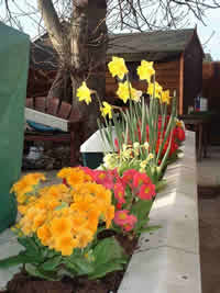 colourful primulas planted in walls